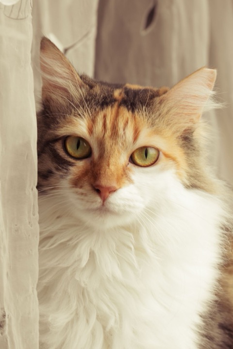 Nala